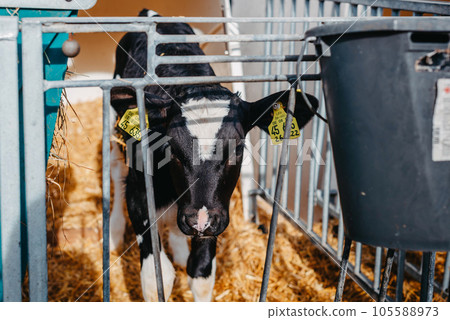 Little calf with yellow ear tags standing in cage in sunny livestock barn on farm in countryside looking at camera. Cattle breeding, taking care of animals, dairy and meat production concept. white 105588973