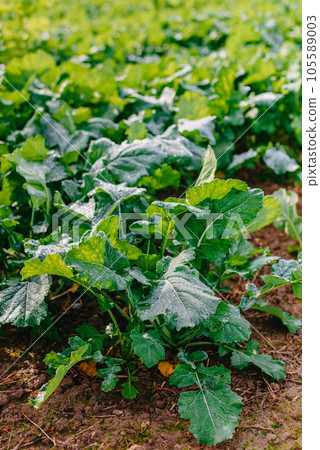 Close up of fresh thick grass with water drops in the early morning. Closeup of lush uncut green grass with drops of dew in soft morning light 105589003