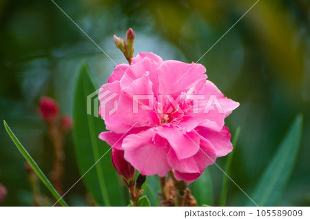 Dainty oleander Dainty oleander 105589009