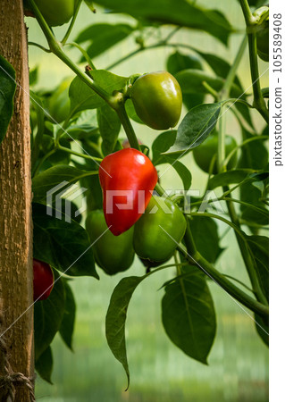 Ripe, red peppers on a bush in a greenhouse or garden in a vegetable garden. Peppers in a greenhouse. Green pepper plantation. Organic farming, growing young green peppers in a greenhouse. Ripe, red peppers on a bush in a greenhouse or garden in a vegetable garden. Peppers in a greenhouse. Green pepper plantation. Organic farming, growing young green peppers in a greenhouse. 105589408
