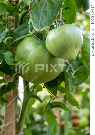 A lot of green tomatoes on a bush in a greenhouse. Tomato plants in greenhouse. Green tomatoes plantation. Organic farming, young tomato plants growth in greenhouse. 105589414