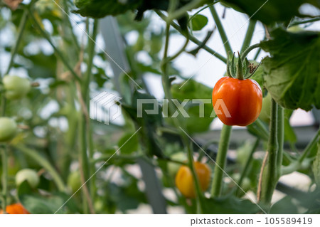 Red, ripe tomato on a bush in a greenhouse. Tomatoes in a greenhouse. Plantation of tomatoes. Organic farming, growth of young tomato plants in a greenhouse. Red, ripe tomato on a bush in a greenhouse. Tomatoes in a greenhouse. Plantation of tomatoes. Organic farming, growth of young tomato plants in a greenhouse. 105589419