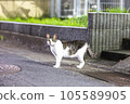 Cat looking at this place 105589905