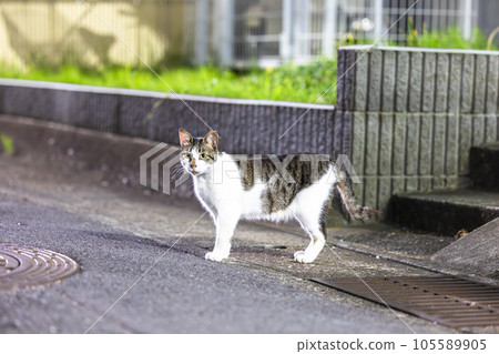 看這個地方的貓 看這個地方的貓 105589905
