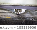 A cat peeping through the gap 105589906