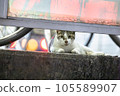 A cat resting in a bicycle parking lot 105589907