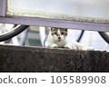 A cat relaxing in a bicycle parking lot 105589908