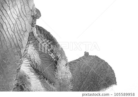 black white abstract acrylic painting color texture on white paper background by using rorschach inkblot method 105589958