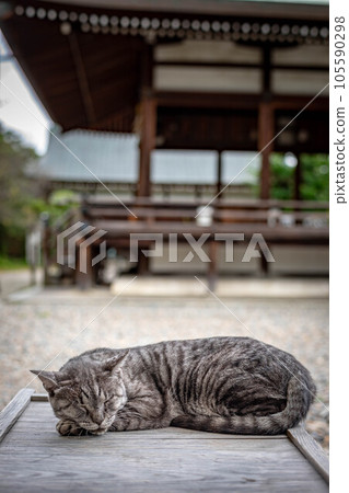 Late summer at Umenomiya Taisha Shrine, where Tsuki sleeps, the popular signboard cat Late summer at Umenomiya Taisha Shrine, where Tsuki sleeps, the popular signboard cat 105590298