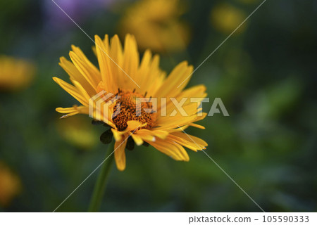 A large yellow flower. A flower similar to a sunflower. Yellow asters. A large yellow flower. A flower similar to a sunflower. Yellow asters. 105590333