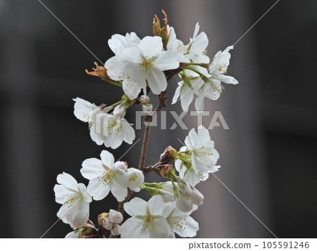 Cherry Blossoms Cherry Blossoms 105591246