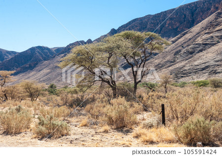 The Namibian Desert The Namibian Desert 105591424