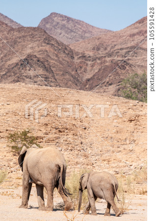Two Desert Elephants in Namibia Two Desert Elephants in Namibia 105591428
