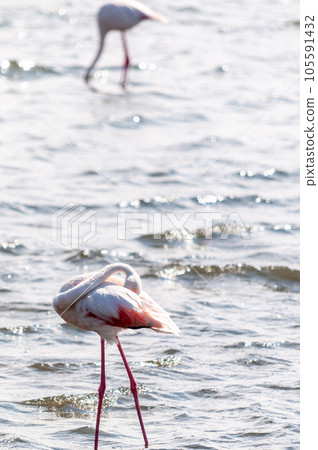 Flamingos near Walvis Bay Flamingos near Walvis Bay 105591432