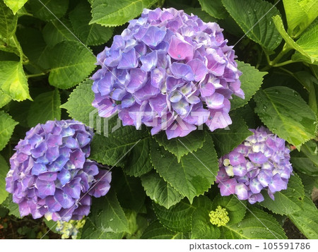 Hydrangea blooming in the running rainy season, changing color from blue to red Hydrangea blooming in the running rainy season, changing color from blue to red 105591786