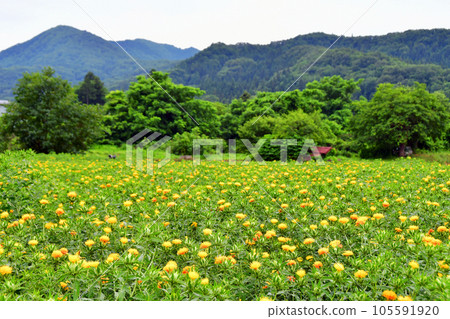 Safflower Field, Safflower Village, Takase District, Yamagata Prefecture 105591920
