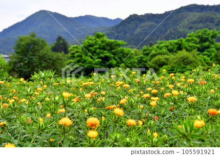 Safflower Field, Safflower Village, Takase District, Yamagata Prefecture 105591921