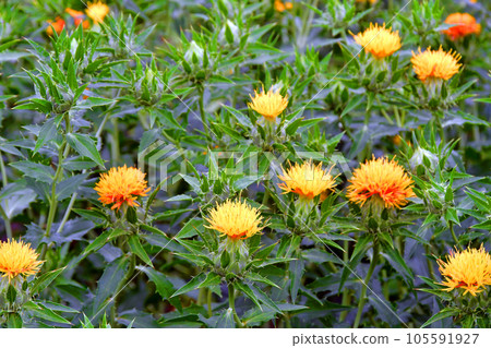 Safflower Field, Safflower Village, Takase District, Yamagata Prefecture Safflower Field, Safflower Village, Takase District, Yamagata Prefecture 105591927