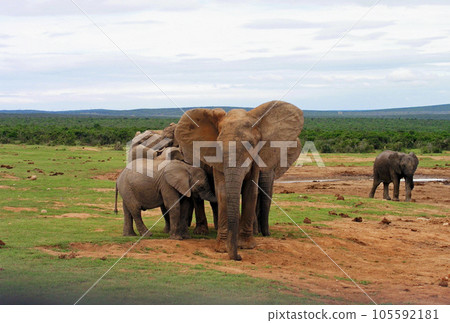 Herd of elephants, Port Elizabeth, Addo Elephant National Park, South Africa 105592181