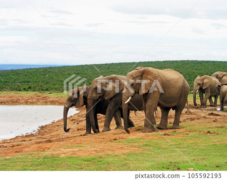Herd of elephants, Port Elizabeth, Addo Elephant National Park, South Africa 105592193