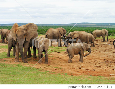 Herd of elephants, Port Elizabeth, Addo Elephant National Park, South Africa 105592194