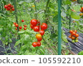 紅色櫻桃番茄菜園 105592210