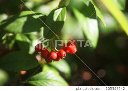 格子莓果實在早晨的陽光下染成紅色 105592242