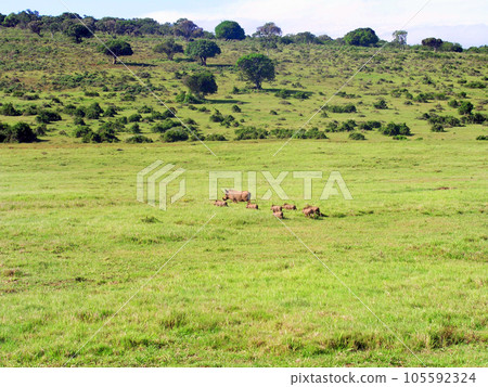 South Africa Port Elizabeth Game Sanctuary Scotia Safari Parent and child warthog 105592324