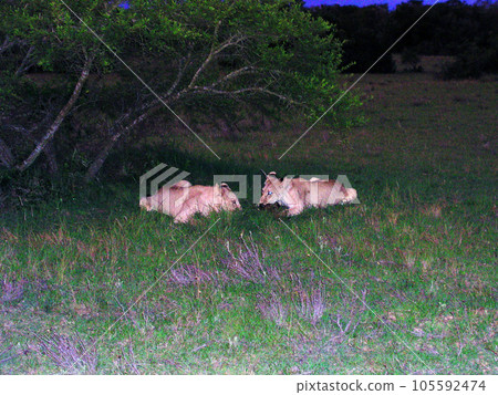 South Africa Port Elizabeth Game Sanctuary Night Scotia Safari Lion 105592474
