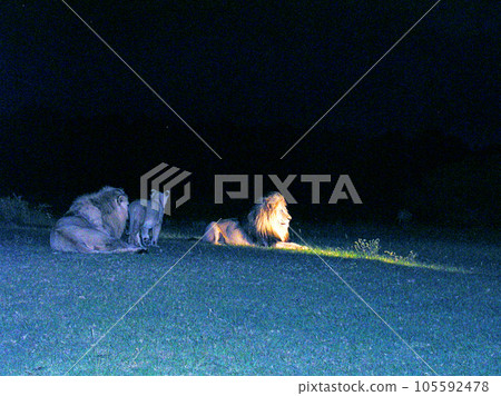 South Africa Port Elizabeth Game Sanctuary Night Scotia Safari Lion South Africa Port Elizabeth Game Sanctuary Night Scotia Safari Lion 105592478