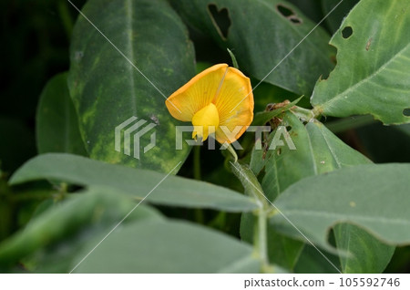 Peanut flowers 105592746
