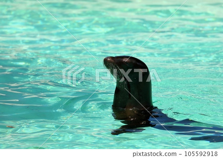加州海獅從水中窺視 105592918