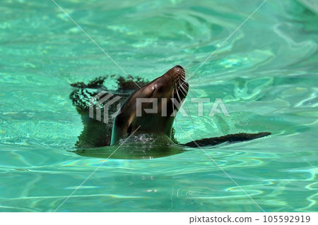California sea lion swimming with its head out of the water 105592919