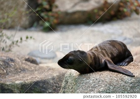 A baby California sea lion resting on a rock 105592920