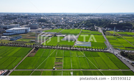 Aerial view of Ebina's rural landscape, paddy fields covered in green 105593812