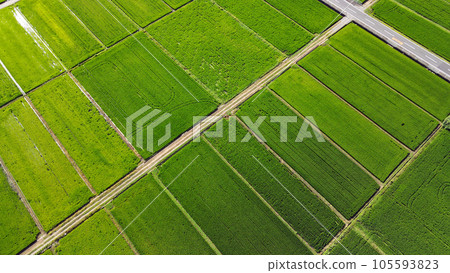 Aerial view of Ebina's rural landscape, paddy fields covered in green 105593823