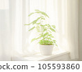 室內植物放在窗邊 105593860