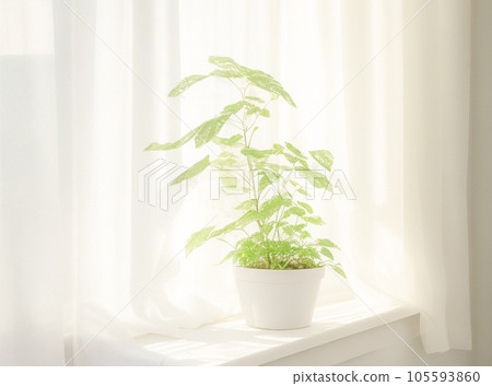 室內植物放在窗邊 105593860