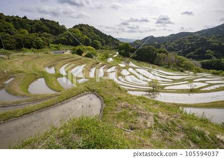 Oyama Senmaida Photo taken April 2023 105594037