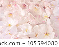 Cherry blossom carpet Spring background with cherry blossoms 105594080