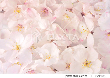 Cherry blossom carpet Spring background with cherry blossoms Cherry blossom carpet Spring background with cherry blossoms 105594080