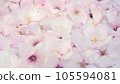 Cherry blossom carpet Spring background with cherry blossoms 105594081