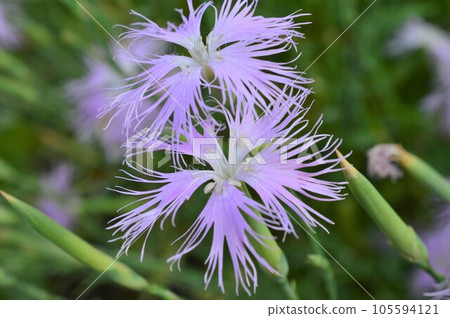 Kawara dianthus (Yamato dianthus) blooming in the spring field Kawara dianthus (Yamato dianthus) blooming in the spring field 105594121