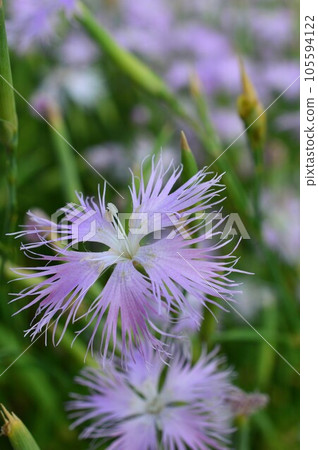 Kawara dianthus (Yamato dianthus) blooming in the spring field Kawara dianthus (Yamato dianthus) blooming in the spring field 105594122