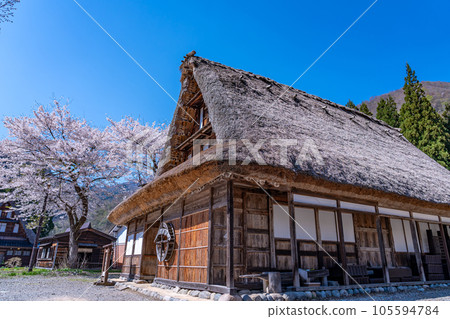 富山縣五箇山 春天櫻花盛開時,位於菅沼合掌造村的五箇山民俗博物館 富山縣五箇山 春天櫻花盛開時,位於菅沼合掌造村的五箇山民俗博物館 105594784