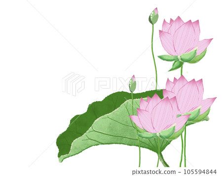 simple and beautiful big lotus flower 105594844