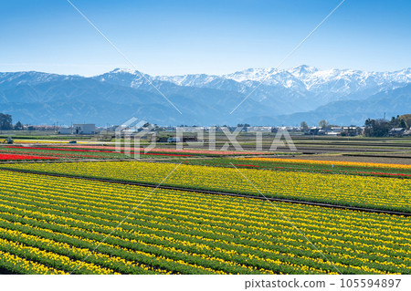 入禪花道2023 富山縣入禪町北阿爾卑斯山的鬱金香和殘雪 入禪花道2023 富山縣入禪町北阿爾卑斯山的鬱金香和殘雪 105594897