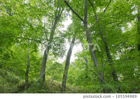 Path surrounded by fresh green trees Deep forest Beech trees and forest paths covered with lichen and moss Path surrounded by fresh green trees Deep forest Beech trees and forest paths covered with lichen and moss 105594989