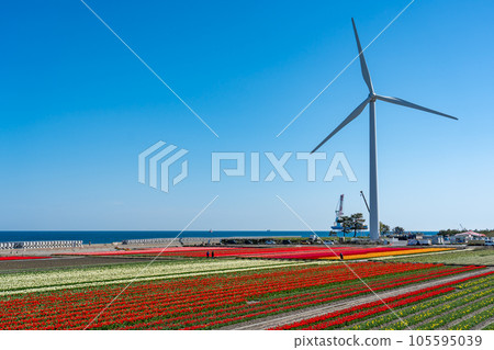 Tulips and windmills at Nyuzen Flower Road 2023, Nyuzen Town, Toyama Prefecture 105595039