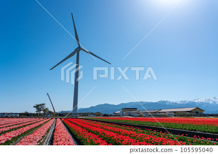 富山縣入前町入前花路2023的鬱金香和風車 105595040